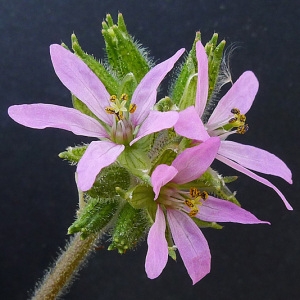 Photographie n°116856 du taxon Erodium cicutarium (L.) L'Hér. [1789]