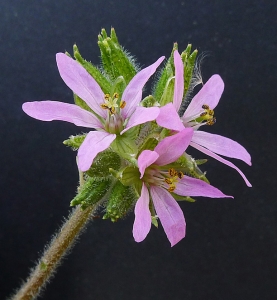 Bertrand BUI, le 13 avril 2013 (Martigues (La Couronne))