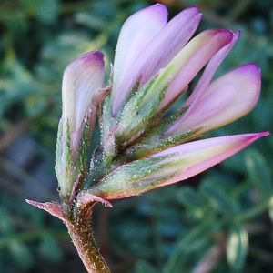 Hedysarum spinosissimum L. subsp. spinosissimum (Hédysarum épineux)