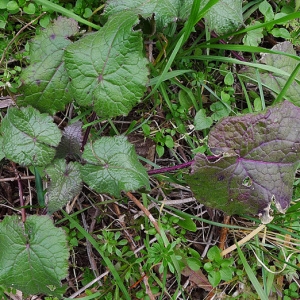 Photographie n°116861 du taxon Lunaria annua L. [1753]