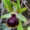  Bertrand BUI - Ophrys araneola Rchb. [1830]