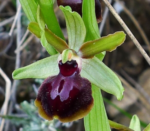 Bertrand BUI, le  9 avril 2013 (Septèmes-les-Vallons (La Haute Bédoule))