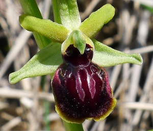 Bertrand BUI, le  9 avril 2013 (Septèmes-les-Vallons (La Haute Bédoule))