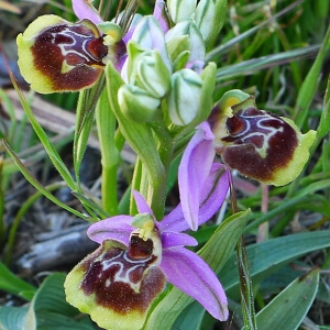  - Ophrys pseudoscolopax (Moggr.) Paulus & Gack [1999]