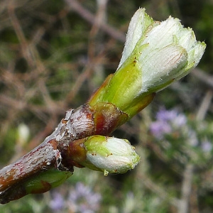 Photographie n°116870 du taxon Sorbus domestica L. [1753]