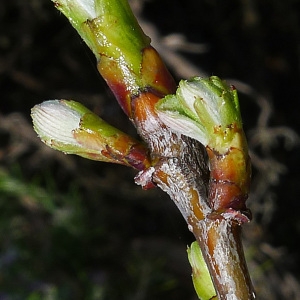 Photographie n°116871 du taxon Sorbus domestica L. [1753]