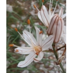 Asphodelus ambigens Jord. (Asphodèle de Villars)
