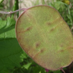 Photographie n°116906 du taxon Lunaria annua L. [1753]