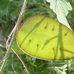 Photographie n°116907 du taxon Lunaria annua L. [1753]