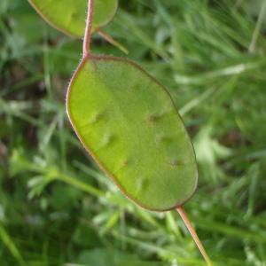 Photographie n°116908 du taxon Lunaria annua L. [1753]