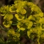  Daniel K - Euphorbia cyparissias L. [1753]