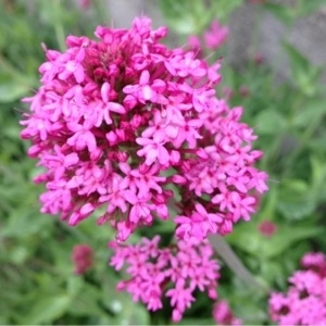 Photographie n°116948 du taxon Centranthus ruber (L.) DC.