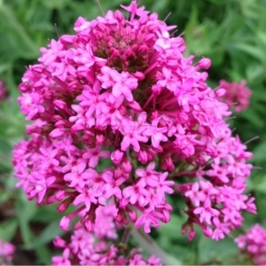 Photographie n°116951 du taxon Centranthus ruber (L.) DC.