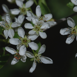 Druparia mahaleb Clairv. (Bois de sainte Lucie)