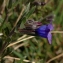  Daniel K - Lithodora fruticosa (L.) Griseb. [1844]