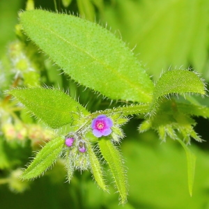  - Asperugo procumbens L.