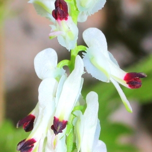 Photographie n°116962 du taxon Fumaria capreolata L.