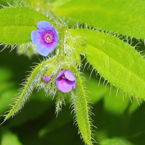  - Asperugo procumbens L.