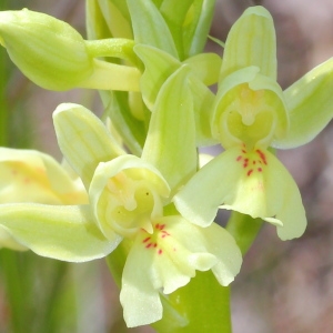 Orchis cyrilli Ten. (Orchis de Provence)