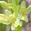  Marie  Portas - Orchis provincialis Balb. ex DC. [1806]