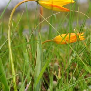 Photographie n°116970 du taxon Tulipa sylvestris subsp. australis (Link) Pamp.