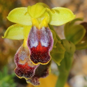 Ophrys bilunulata Risso (Ophrys)