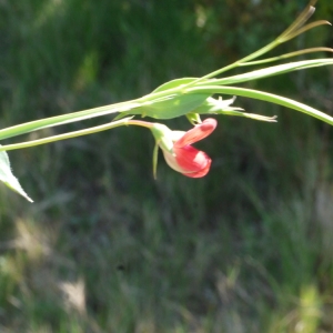 Photographie n°116982 du taxon Lathyrus cicera L. [1753]