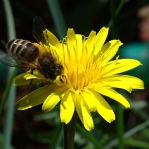 Pterotheca sancta (L.) K.Koch