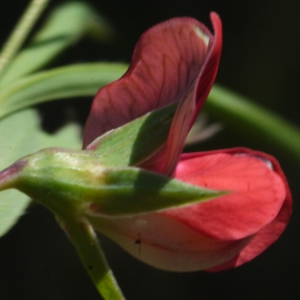 Lathyrus cicera var. angustifolius Rouy (Gesse chiche)