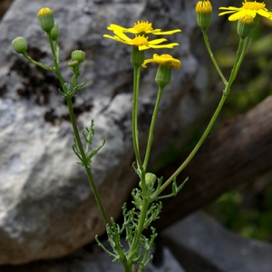 Photographie n°116987 du taxon Senecio gallicus Vill. [1785]