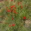  Liliane Roubaudi - Papaver rhoeas L. [1753]