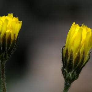 Photographie n°116998 du taxon Crepis sancta (L.) Bornm. [1913]