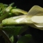  Liliane Roubaudi - Vicia hybrida L. [1753]