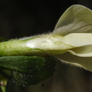 Vicia hybrida L. (Vesce bâtarde)