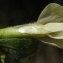  Liliane Roubaudi - Vicia hybrida L. [1753]