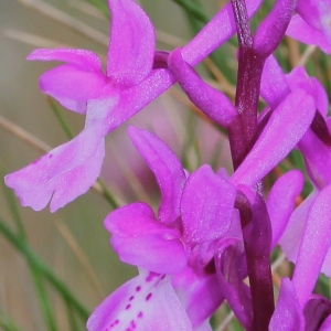 Photographie n°117041 du taxon Orchis olbiensis Reut. ex Gren. [1859]