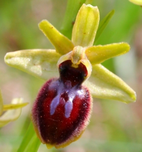 Marie  Portas, le 19 avril 2013 (La Caunette)