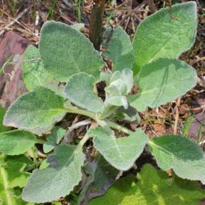 Photographie n°117048 du taxon Verbascum boerhavii L.