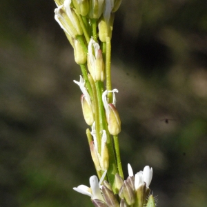 Photographie n°117053 du taxon Arabis hirsuta (L.) Scop. [1772]