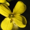  Liliane Roubaudi - Bunias erucago L.