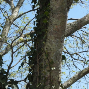 Photographie n°117080 du taxon Celtis australis L. [1753]