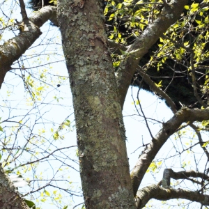 Photographie n°117082 du taxon Celtis australis L. [1753]