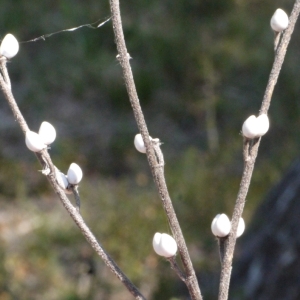 Photographie n°117087 du taxon Lithospermum arvense L. [1753]