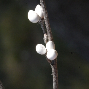 Photographie n°117090 du taxon Lithospermum arvense L. [1753]