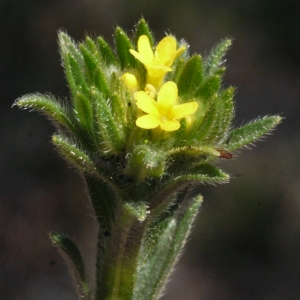 Myosotis lutea Lam. (Grémil des Pouilles)