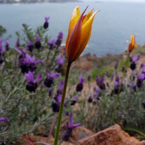 Photographie n°117103 du taxon Tulipa sylvestris subsp. australis (Link) Pamp. [1914]