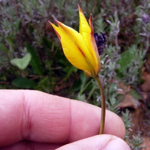 Photographie n°117105 du taxon Tulipa sylvestris subsp. australis (Link) Pamp. [1914]
