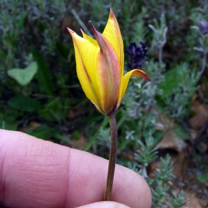 Photographie n°117106 du taxon Tulipa sylvestris subsp. australis (Link) Pamp. [1914]
