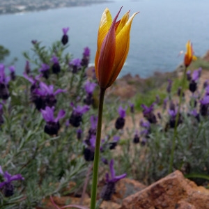 Photographie n°117109 du taxon Tulipa sylvestris subsp. australis (Link) Pamp. [1914]