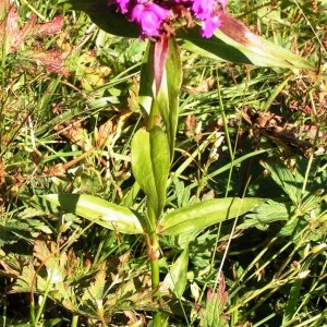 Photographie n°117110 du taxon Dianthus barbatus subsp. barbatus